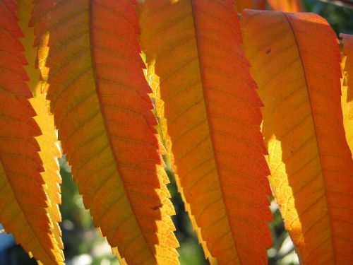 leaves autumn emerge