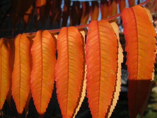 leaves autumn emerge