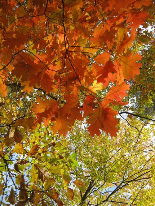 leaves autumn emerge