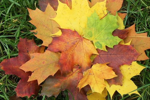 leaves emerge colorful