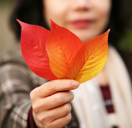 leaves autumn autumn leaves