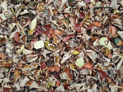 leaves nature texture