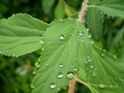 leaves rain drops