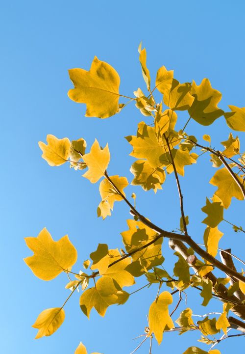 leaves sky tree