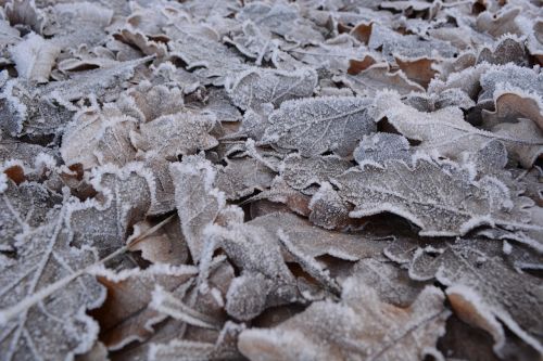 leaves frost winter