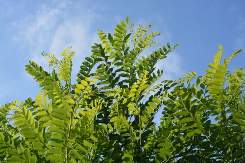 leaves foliage nature