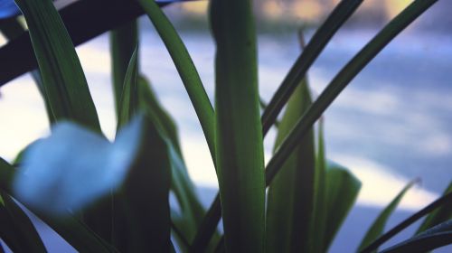 leaves nature plant