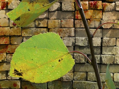 leaves brick wall