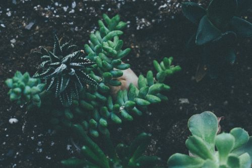 leaves green plant