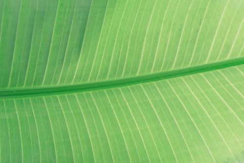 leaves green plant