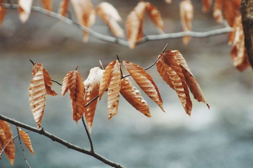 leaves nature dried