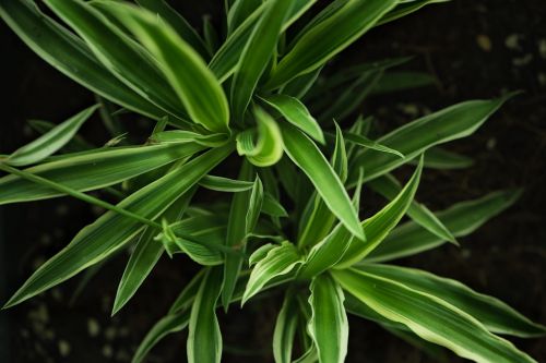 leaves green plant