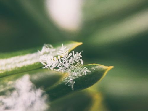 leaves nature plant