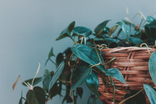 leaves green plant