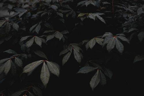 leaves plant garden