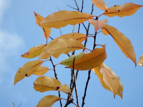 leaves last november