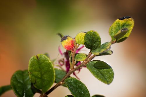 leaves colors vegetation