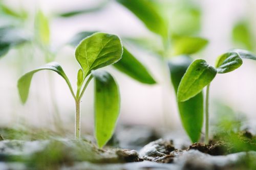 leaves soil crops