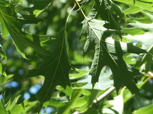 leaves trees oak