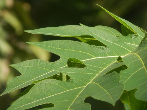 leaves large green