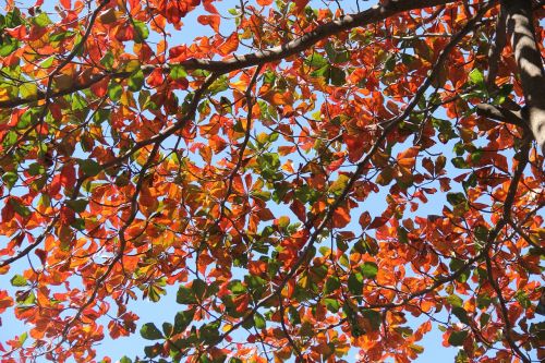 leaves branches trees