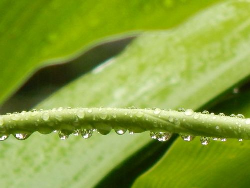 leaves green stem