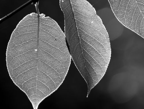 leaves nature autumn