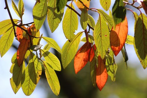 leaves nature autumn