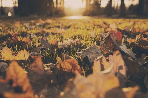 leaves nature autumn