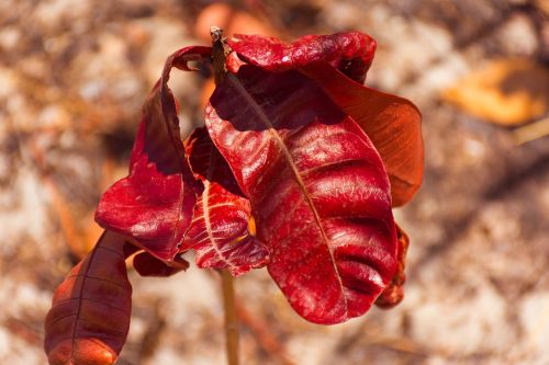 leaves dry leaves red