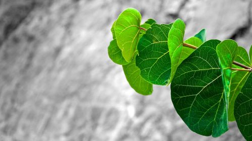 leaves green branch