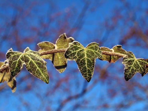 leaves frost ivy