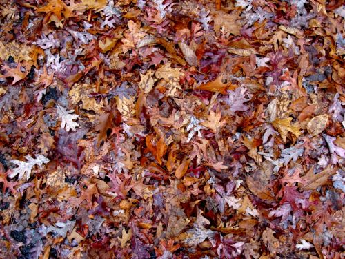 leaves forest nature