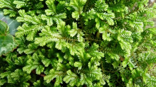 leaves ground cover plant