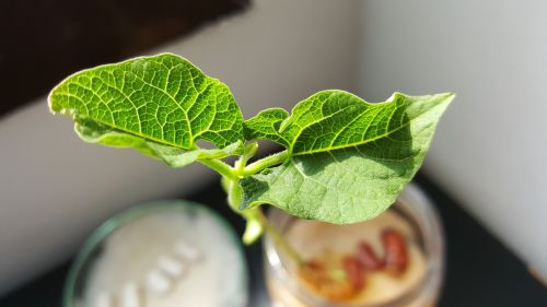 leaves bean leaf