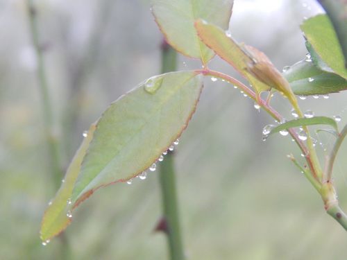 leaves wet droplets
