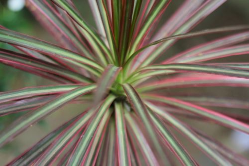 leaves plant plants