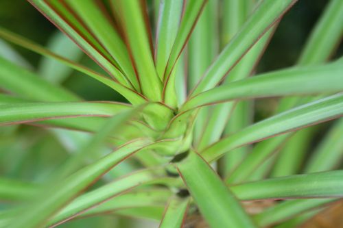 leaves plant plants