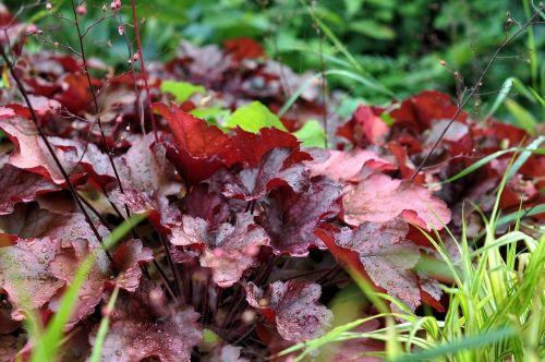 leaves colorful fall color