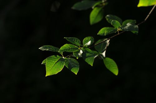 leaves green wood