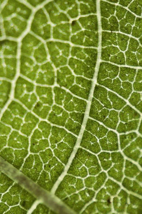 leaves green vein