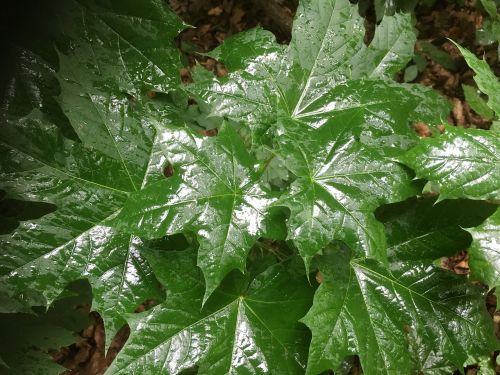 leaves green wet