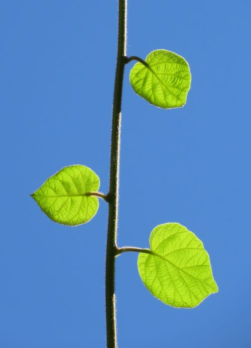 leaves plants green