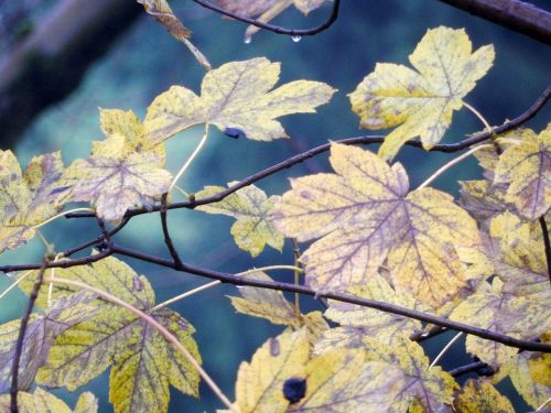 leaves autumn tree