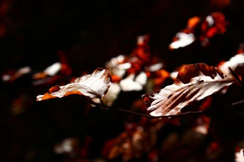 leaves autumn nature