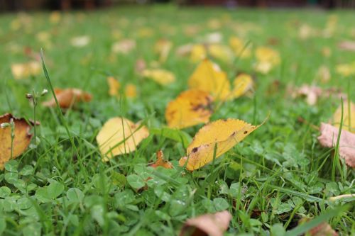 leaves grass autumn
