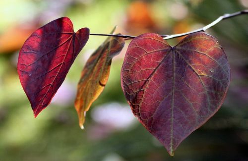 leaves autumn nature