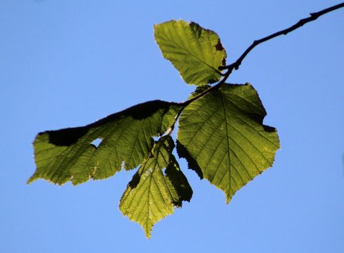 leaves spring tree