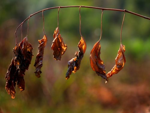 leaves dry red