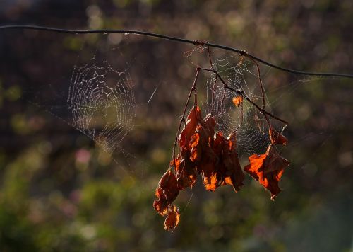 leaves spider web dry